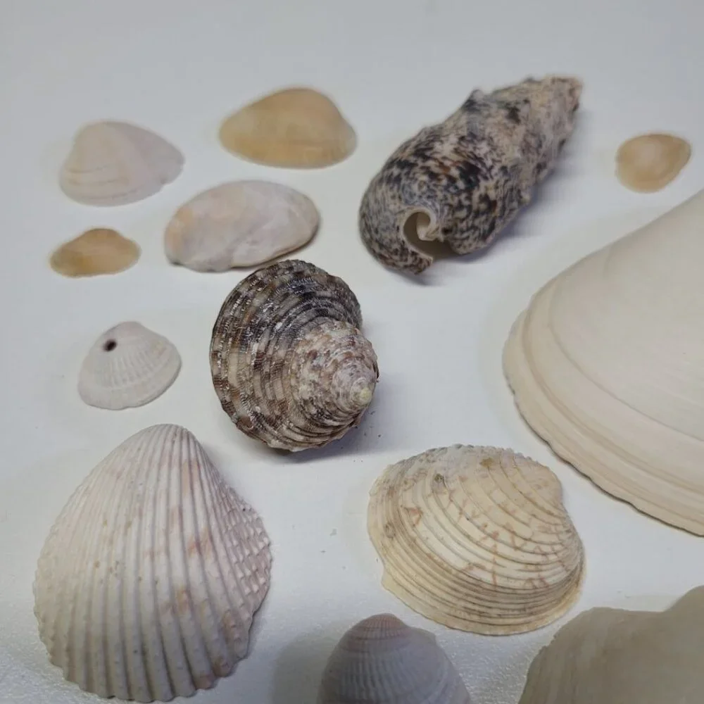 Nautical Seashell Lot Decor Starfish Mixed Sizes‎ Colors Half Clam 25 Pieces